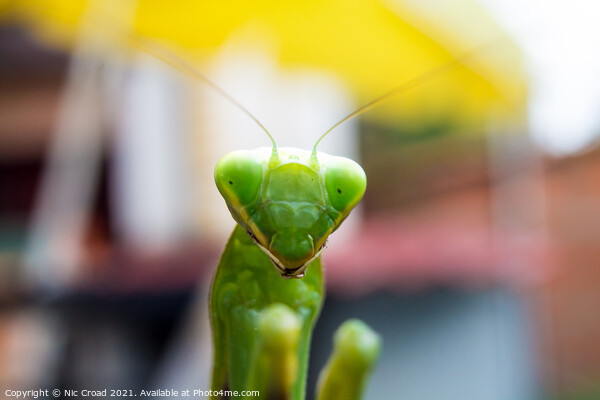 A close up of a Praying Mantis Picture Board by Nic Croad