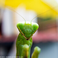Buy canvas prints of A close up of a Praying Mantis by Nic Croad