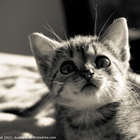Buy canvas prints of Cute Kitten by Nic Croad