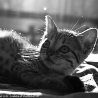 Buy canvas prints of Cute Kitten by Nic Croad
