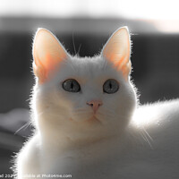 Buy canvas prints of Cute White Cat by Nic Croad