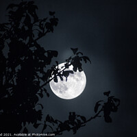 Buy canvas prints of Full Moon through tree by Nic Croad