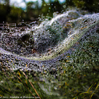 Buy canvas prints of Wavy Web by Nic Croad