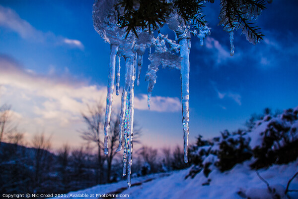 Icicle hanging from a tree Picture Board by Nic Croad