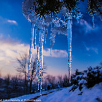 Buy canvas prints of Icicle hanging from a tree by Nic Croad