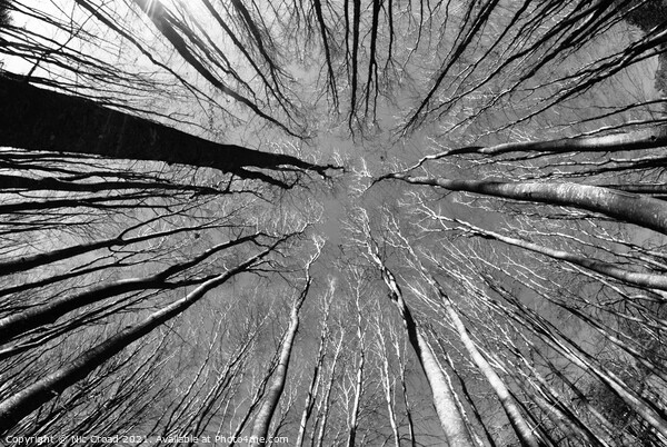 Trees from a different perspective Picture Board by Nic Croad