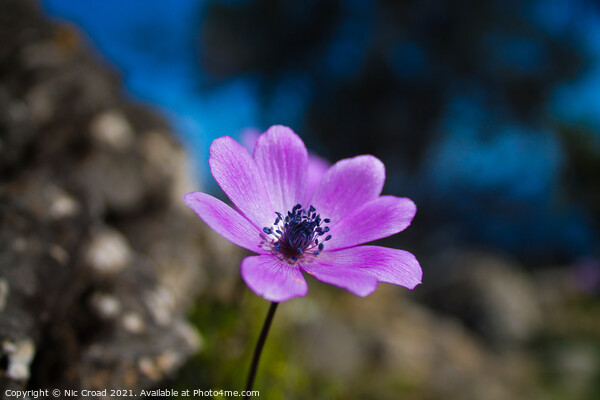 Wild Purple Anemone Picture Board by Nic Croad