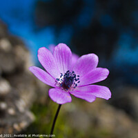 Buy canvas prints of Wild Purple Anemone by Nic Croad