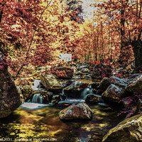 Buy canvas prints of Woodland River Infrared by Nic Croad