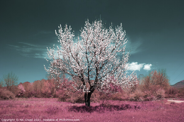 Wild Almond tree in full blossom Picture Board by Nic Croad
