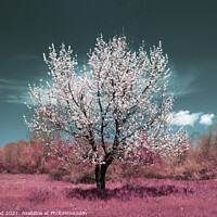 Buy canvas prints of Wild Almond tree in full blossom by Nic Croad
