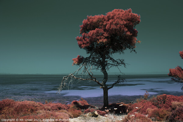 Pine tree by the sea - Colour Infrared Picture Board by Nic Croad