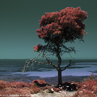 Buy canvas prints of Pine tree by the sea - Colour Infrared by Nic Croad