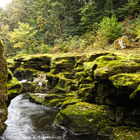 Buy canvas prints of Moss covered Rocks at The Strid  by David Swayne