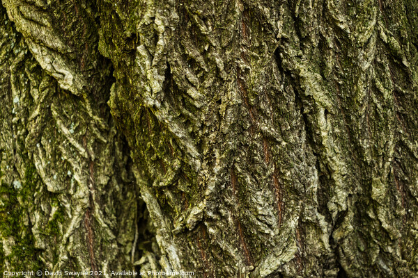 Bark Close-up Picture Board by David Swayne