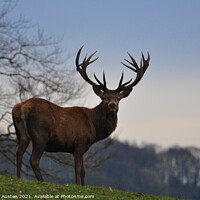 Buy canvas prints of A Stag standing proud in his natural habitat  by Rebecca Austen
