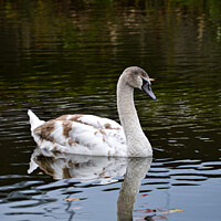 Buy canvas prints of Swan reflection by Rebecca Austen