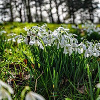 Buy canvas prints of A close up of spring like snow drops by Rebecca Austen