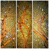 Buy canvas prints of Olive Tree Grove. by Dave Harnetty