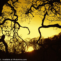 Buy canvas prints of Suntree Silhouettes by Dave Harnetty