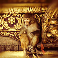 Buy canvas prints of Assamese Monkey by Dave Harnetty