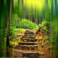 Buy canvas prints of A Path to the Forest by Dave Harnetty