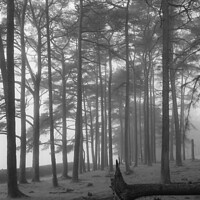 Buy canvas prints of Misty woods Dumfries Galloway by christian maltby