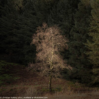 Buy canvas prints of Light in the Galloway forest by christian maltby