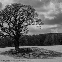 Buy canvas prints of Tree and shadows by christian maltby