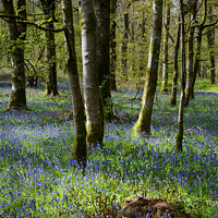 Buy canvas prints of Bluebells in Scotland  by christian maltby