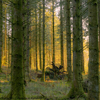 Buy canvas prints of Sunset through the forest Drumlanrig Castle Scotland by christian maltby
