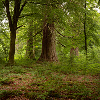 Buy canvas prints of Scottish redwoods by christian maltby