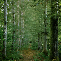 Buy canvas prints of Path trough the trees  by christian maltby