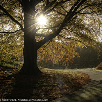 Buy canvas prints of Sunburst in autumn Scotland by christian maltby