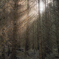 Buy canvas prints of A tree in a Scottish forest burst of light by christian maltby