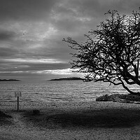 Buy canvas prints of The kippford tree southwest Scotland Dumfries  by christian maltby