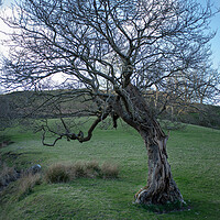 Buy canvas prints of A quirky tree on the east slopes of Tynron  by christian maltby
