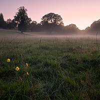 Buy canvas prints of A misty field Dumfries  by christian maltby