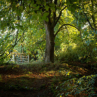 Buy canvas prints of End of summer forest  by christian maltby