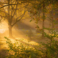 Buy canvas prints of A misty woodland Dumfries  by christian maltby