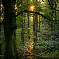 Buy canvas prints of Scottish woodland by christian maltby