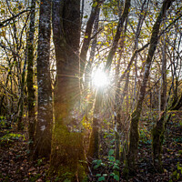 Buy canvas prints of Forest sun burst by christian maltby