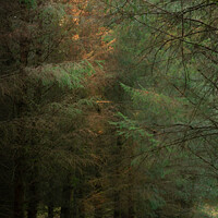 Buy canvas prints of Trees in the Galloway Forest by christian maltby