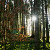 Buy canvas prints of The forest  by christian maltby