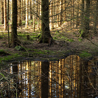 Buy canvas prints of Forest refection's by christian maltby