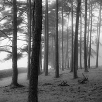 Buy canvas prints of Trees in the mist by christian maltby