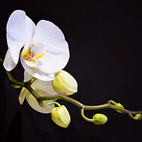 Buy canvas prints of Orchid by Frank Farrell