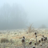 Buy canvas prints of Icy Teasels in the fog on Newport wetlands by Frank Farrell