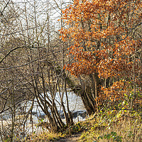 Buy canvas prints of Walk to the river, Durham by Frank Farrell