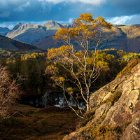 Buy canvas prints of Autumn  silver birch Lake District. by John Henderson